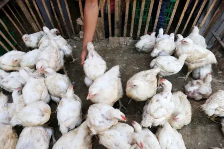 Quş qripi epidemiyası - 100 min toyuq məhv ediləcək