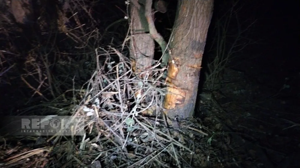 Oğuzda avtomobil ağaca çırpılıb, xəsarət alanlar var