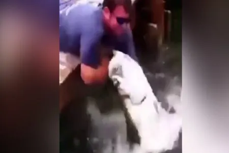 Balığa yem verərkən özü yem oldu - VİDEO