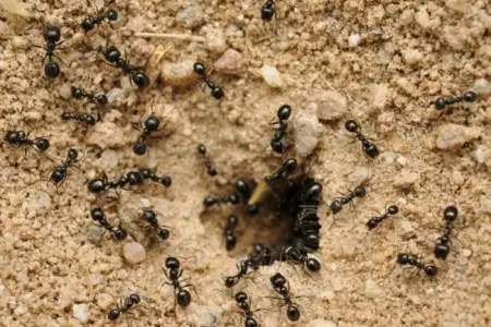 Alimlər qarışqalara görə narahatdır