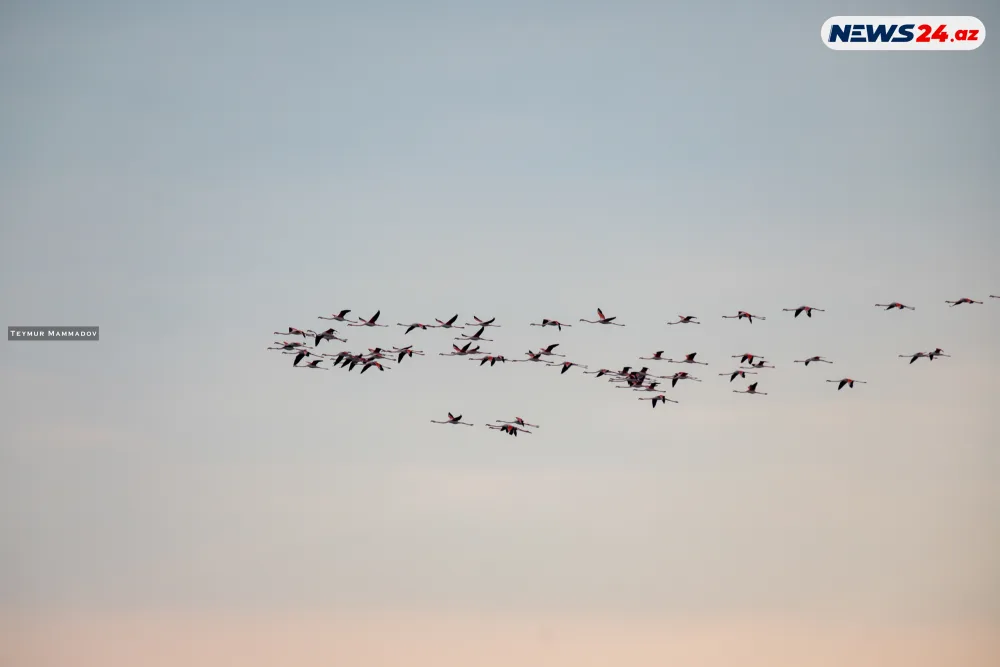 Flaminqoların məskənindən - FOTOLENT