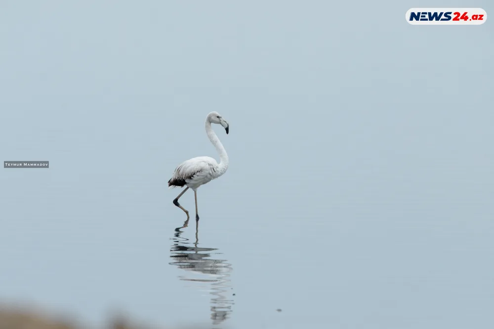Flaminqoların məskənindən - FOTOLENT