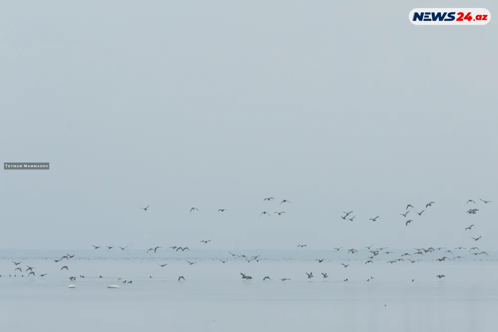 Flaminqoların məskənindən - FOTOLENT