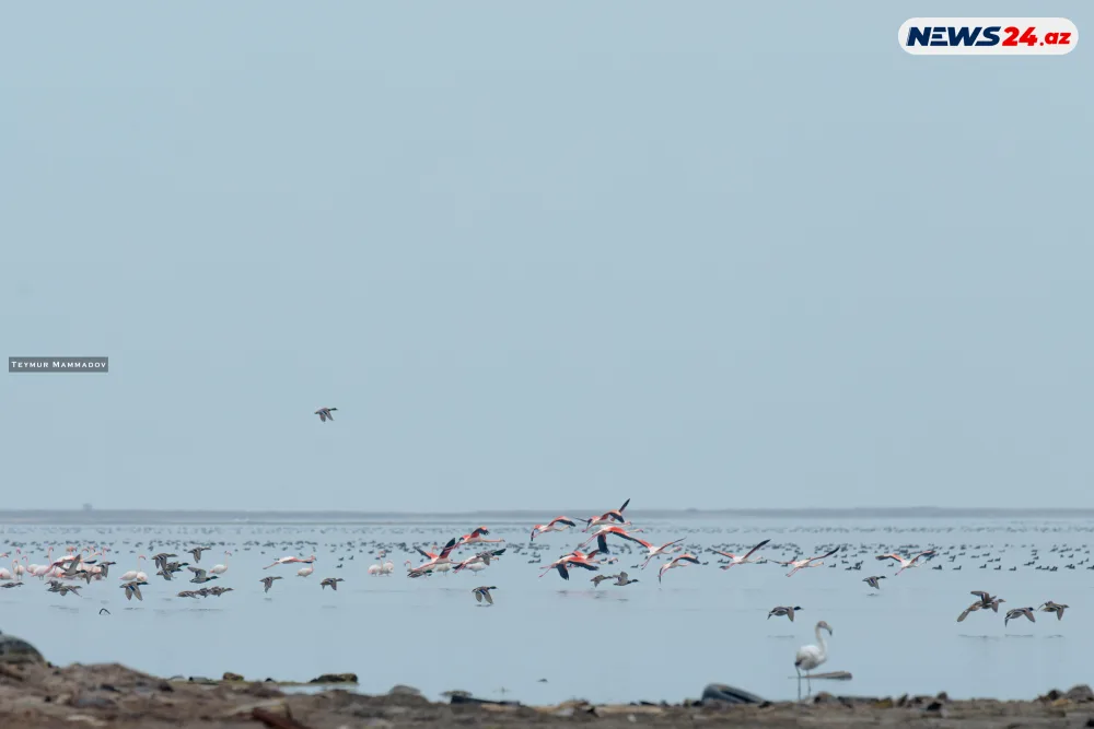 Flaminqoların məskənindən - FOTOLENT