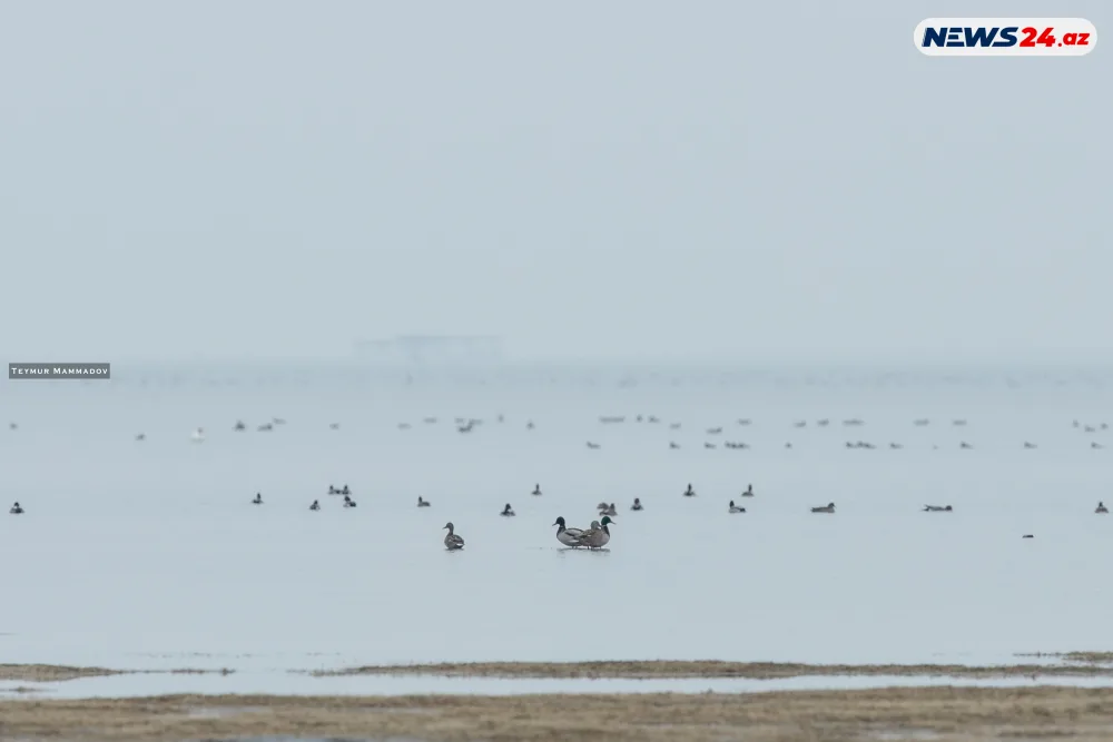 Flaminqoların məskənindən - FOTOLENT