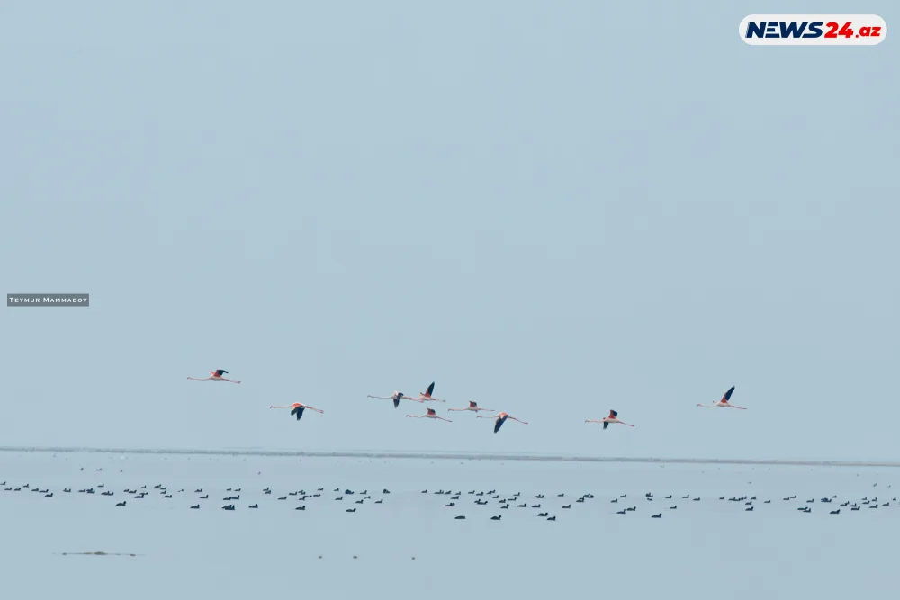 Flaminqoların məskənindən - FOTOLENT