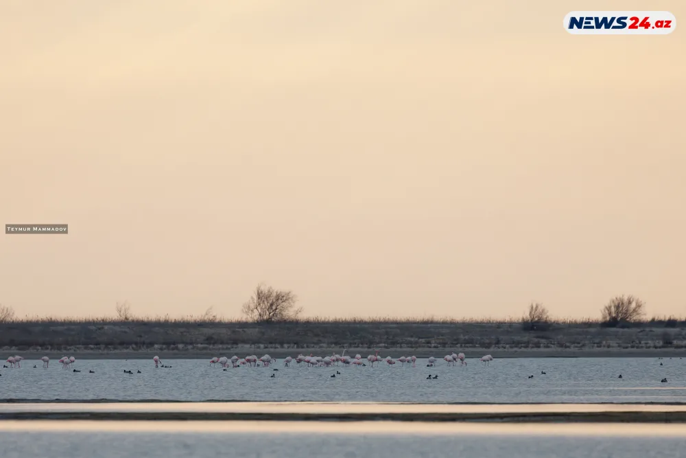 Flaminqoların məskənindən - FOTOLENT