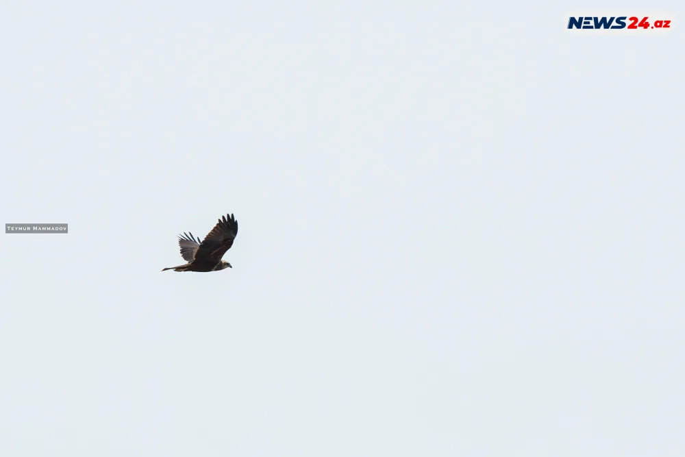 Flaminqoların məskənindən - FOTOLENT