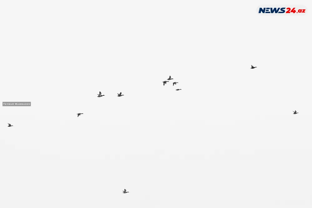 Flaminqoların məskənindən - FOTOLENT