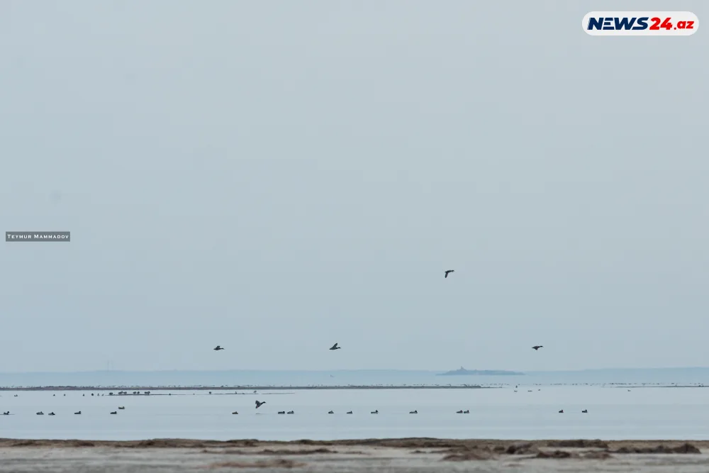 Flaminqoların məskənindən - FOTOLENT