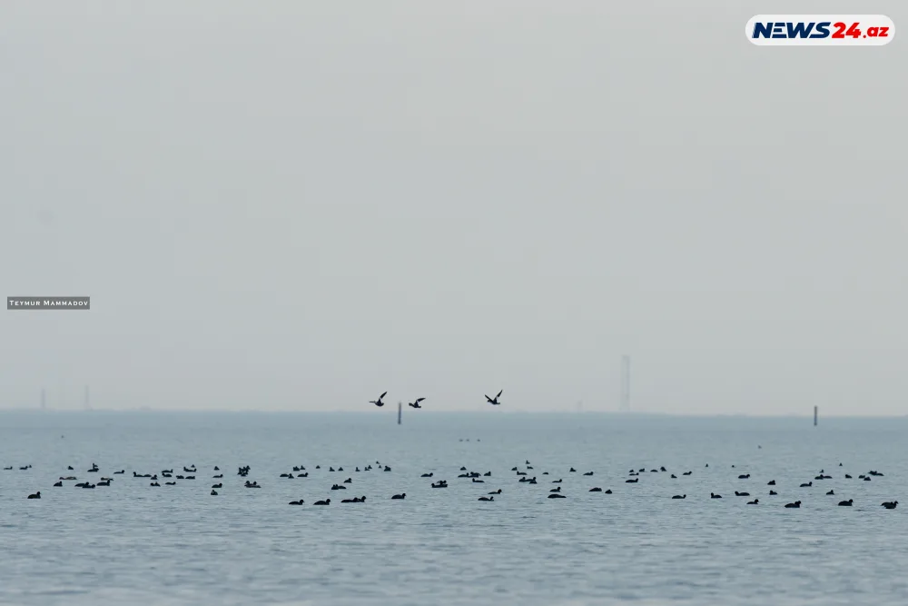 Flaminqoların məskənindən - FOTOLENT