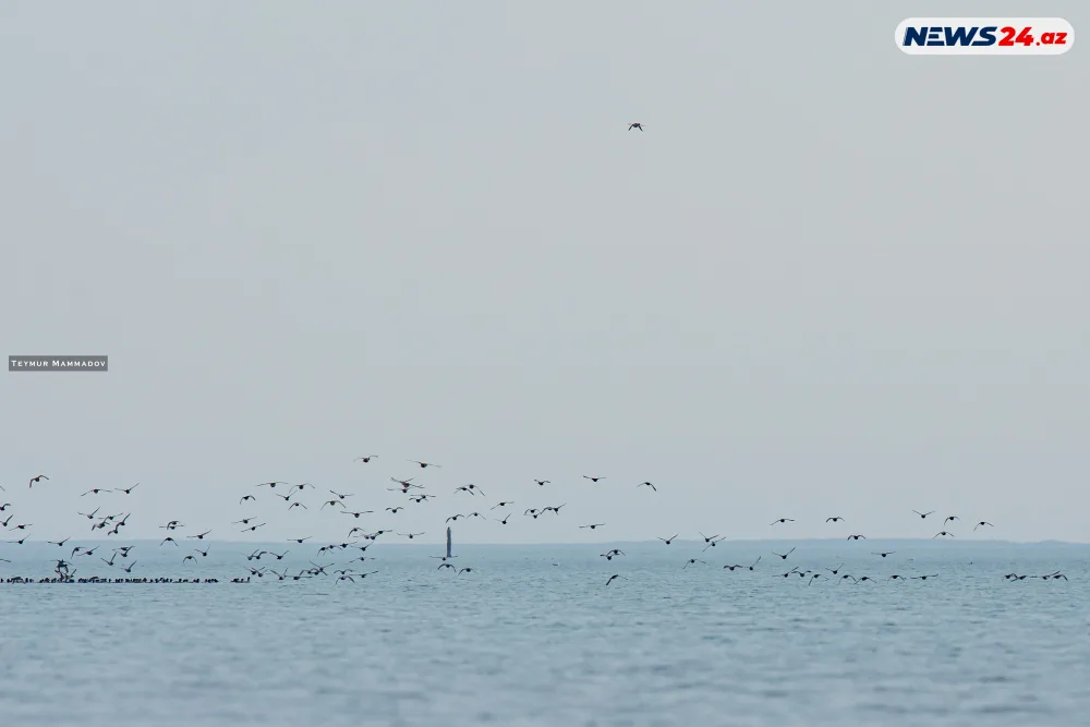 Flaminqoların məskənindən - FOTOLENT