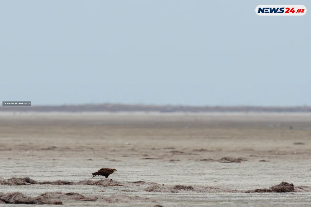 Flaminqoların məskənindən - FOTOLENT