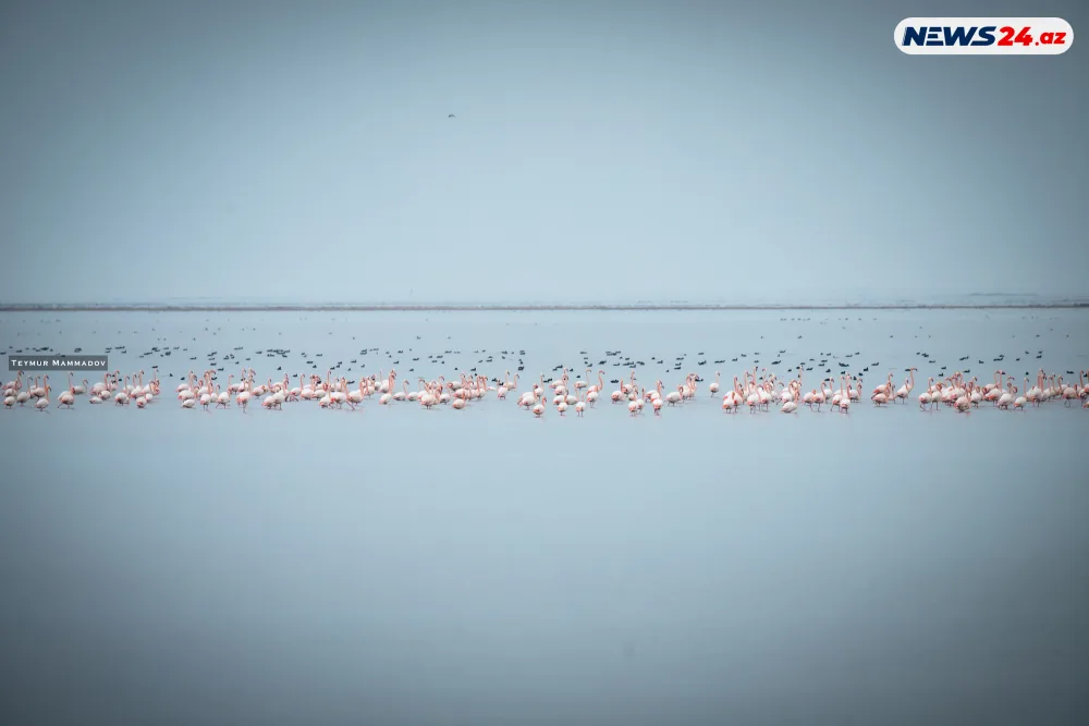 Flaminqoların məskənindən - FOTOLENT