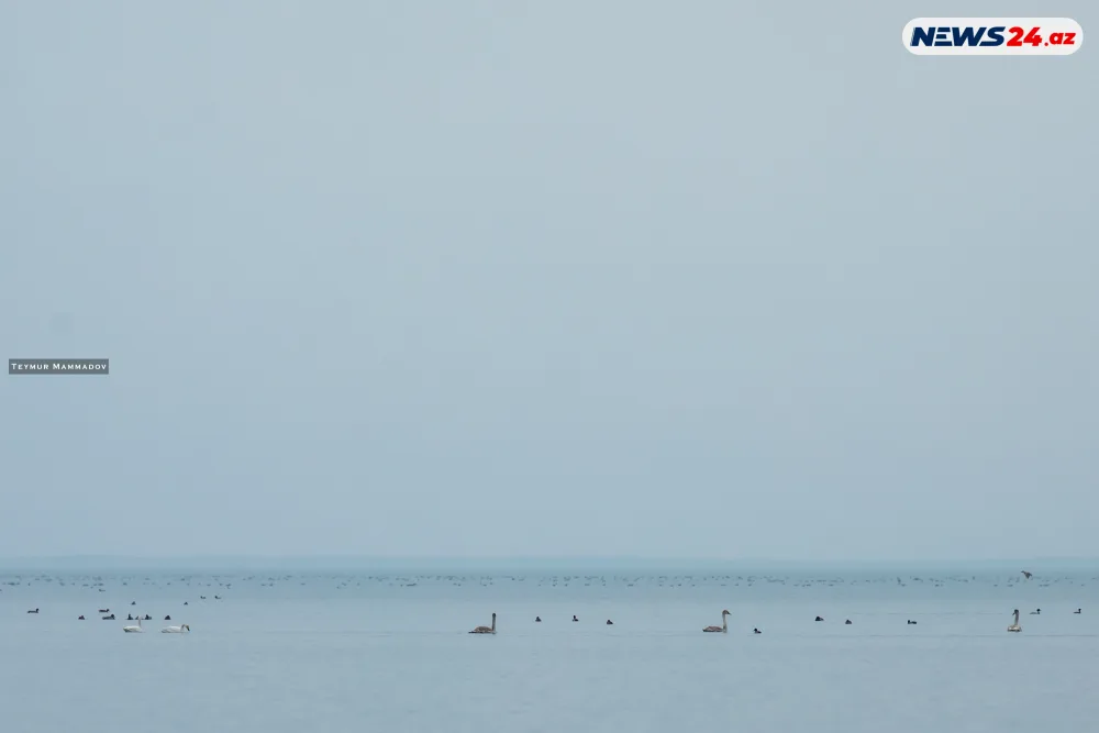 Flaminqoların məskənindən - FOTOLENT