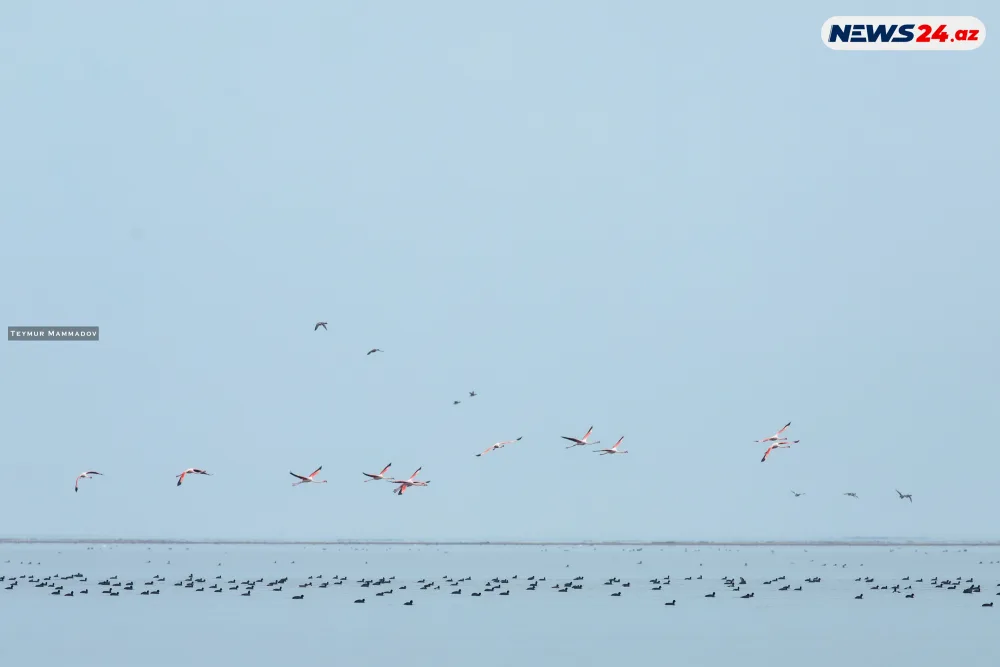 Flaminqoların məskənindən - FOTOLENT