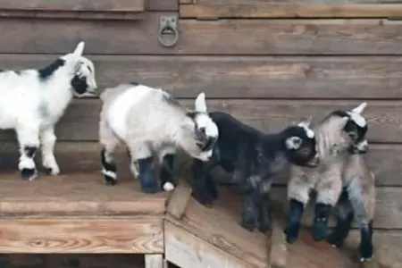 Zoopark müdiri keçiləri bişirib ziyafət verdi - -FOTO