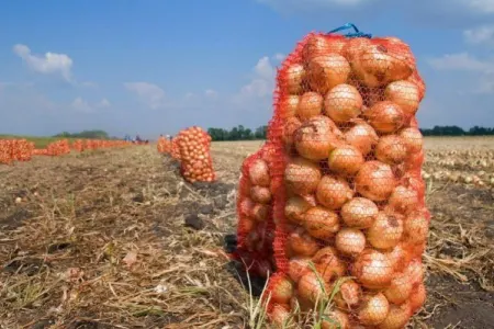 Soğan gömrük rüsumundan azad edildi