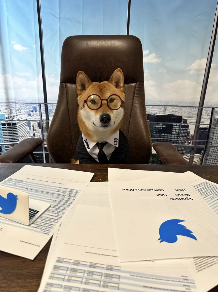 İlon Mask iti "Twitter"-in baş direktoru təyin etdi - FOTOLAR