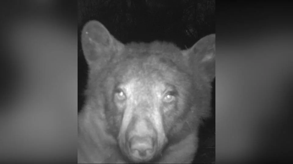 Ayı kameranı oğurlayıb 400 selfi çəkdirdi - FOTO