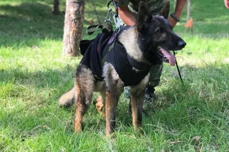 Axtarış-xilasetmə işləri zamanı ölən itin adı - TÜKİYƏDƏ YAŞADILACAQ - FOTO
