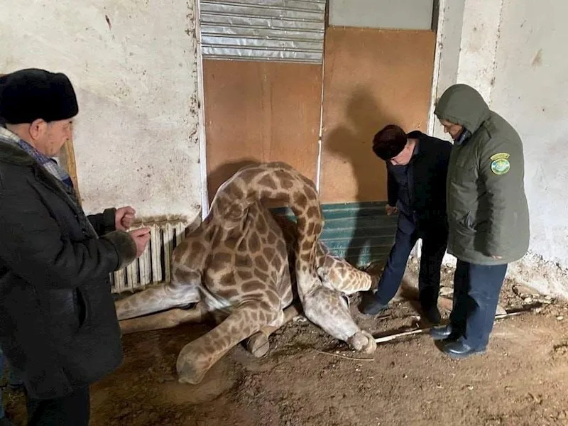 Yeganə zürafə öldü - — FOTO