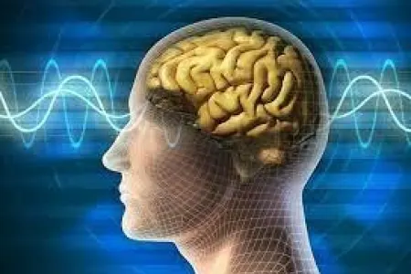 Beyin implantı üçün tərəfdaş axtarılır