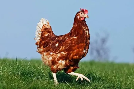 Qonşunun 1100 toyuğunu qorxutaraq öldürdü, 6 aylıq həbs olundu
