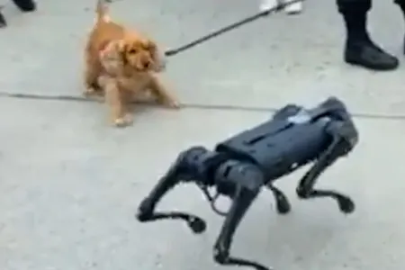 Canlı itin robot itə reaksiyası viral oldu - VİDEO