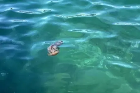 Dənizdə zəhərli meduzalar yayılır - FOTOLAR