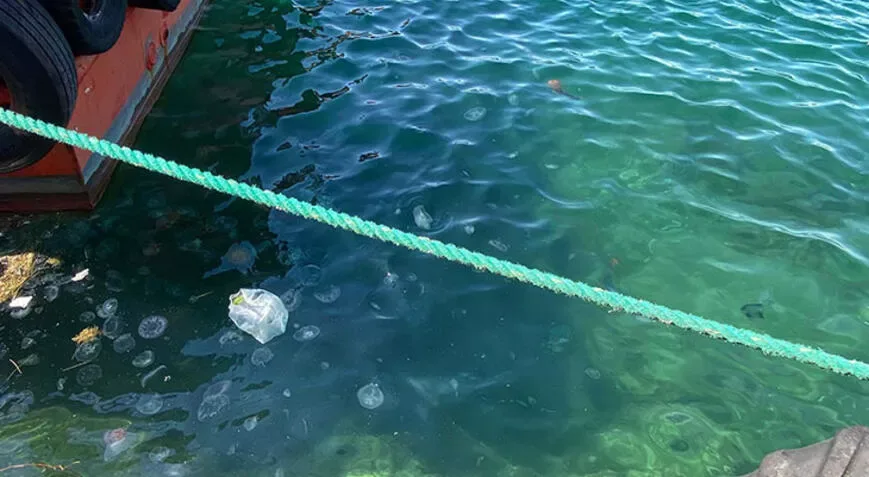 Dənizdə zəhərli meduzalar yayılır - FOTOLAR
