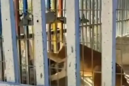 Dəhşət! Zooparkda şir balaca uşağı diri-diri - YEDİ