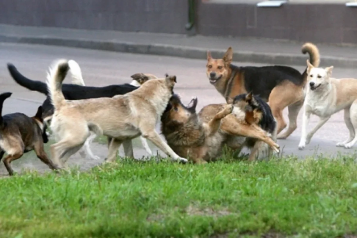İsmayıllıda DƏHŞƏT: - Tənha qadını itlər parçaladı