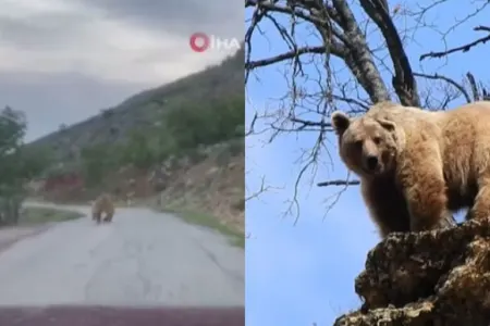 Qonur ayı meşəni tərk edib avtomobil yoluna - ÇIXDI