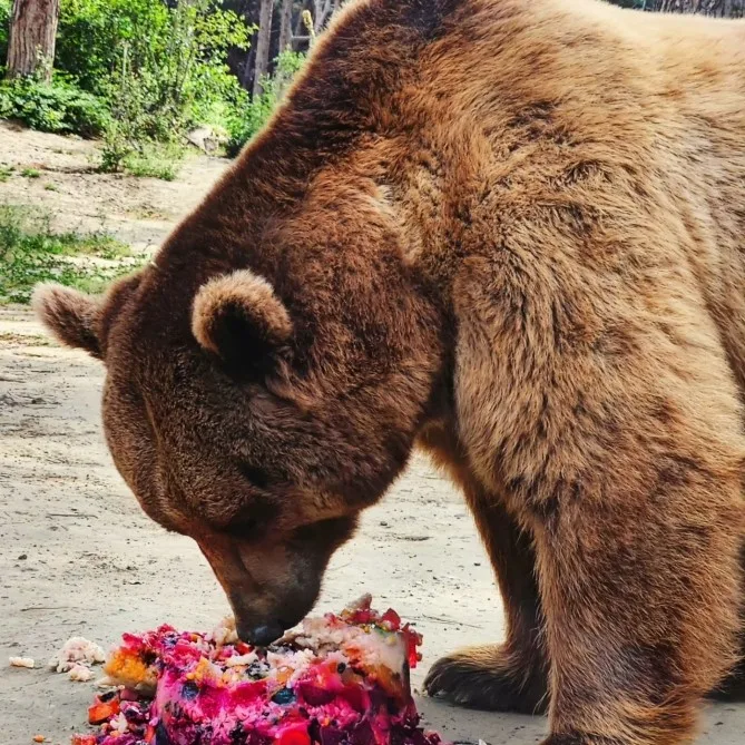 Bakı Zooparkında ayının doğum günü qeyd olundu - FOTOLAR