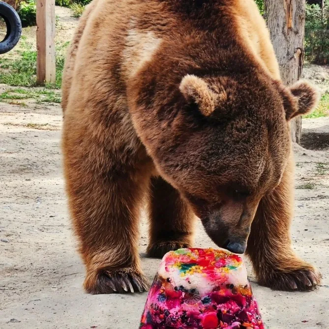 Bakı Zooparkında ayının doğum günü qeyd olundu - FOTOLAR