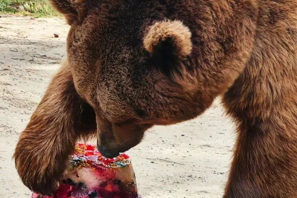 Bakı Zooparkında ayının doğum günü qeyd olundu - FOTOLAR