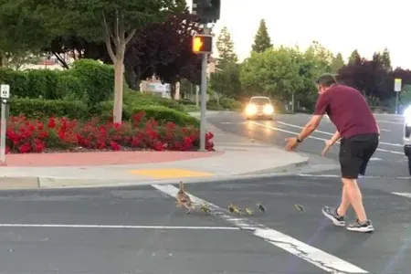 Ördəklərin yolu keçməsinə kömək edərkən öldü