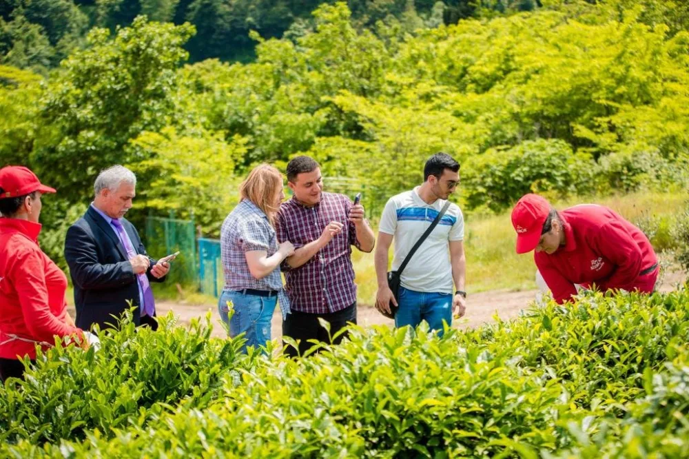 “Azerçay” tərəfindən KİV nümayəndələrinin çay plantasiyalarına - media-turu təşkil edildi