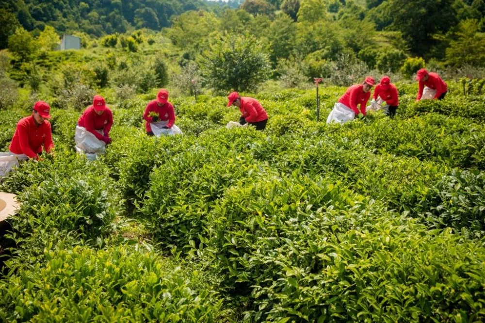 “Azerçay” tərəfindən KİV nümayəndələrinin çay plantasiyalarına - media-turu təşkil edildi