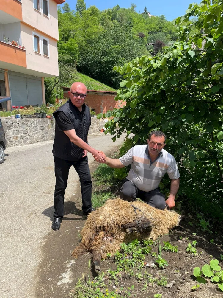 Keçmiş komitə sədri Ərdoğanın qələbəsi şərəfinə qurban kəsdi - — FOTOLAR