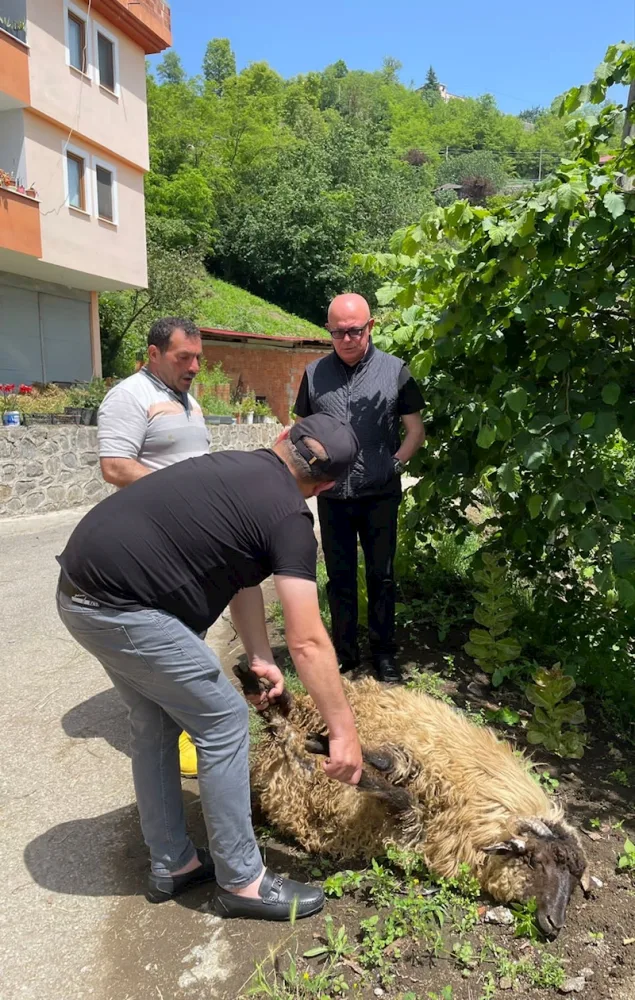 Keçmiş komitə sədri Ərdoğanın qələbəsi şərəfinə qurban kəsdi - — FOTOLAR