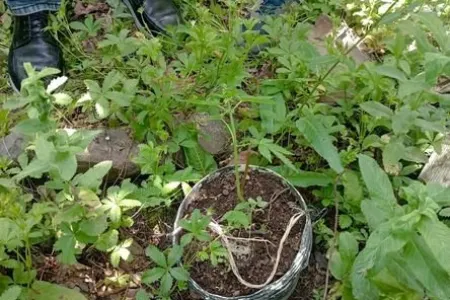 Meşədə narkotik becərən şəxs saxlanıldı - FOTO