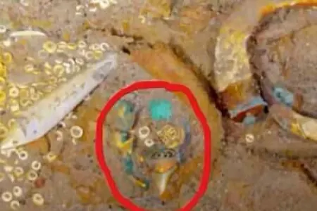 “Titanik”lə batan boyunbağı tapıldı