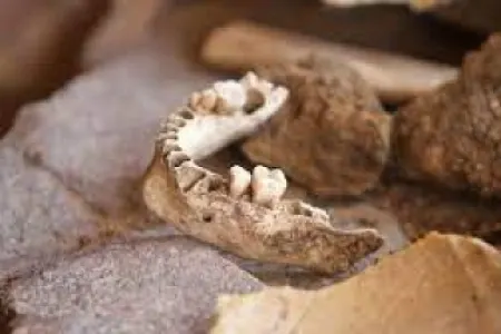 Meksikada 45 kisə insan qalıqları - aşkar edildi