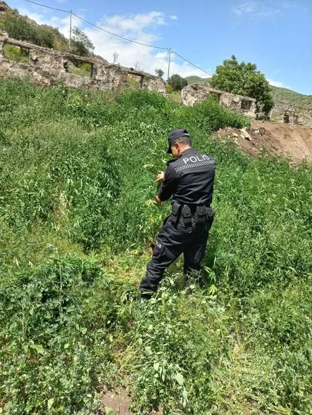 Laçında bir tondan artıq çətənə kolu məhv edilib - FOTO