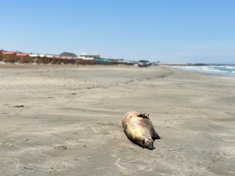 Tanınmış bloger Bakıya gəldi, - qorxunc görüntülər yaydı – FOTO