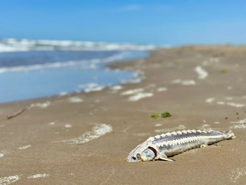 Tanınmış bloger Bakıya gəldi, - qorxunc görüntülər yaydı – FOTO