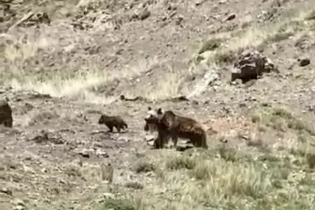 Laçın dağlarında iki balası ilə gəzən qonur ayı - — FOTO