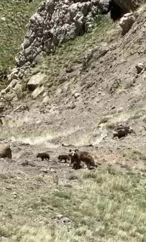 Laçın dağlarında iki balası ilə gəzən qonur ayı - — FOTO
